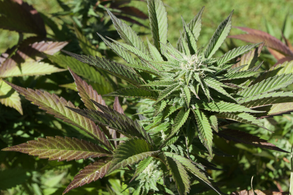 Flowering purple buds